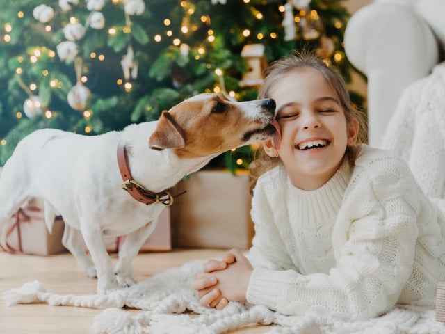 This is absolutely not true and is something that far too many people believe. A dog's mouth is teeming with pathogenic bacteria and if they lick wounds, it is far more likely that they will become infected. Please, do not encourage your dogs to lick your wounds.