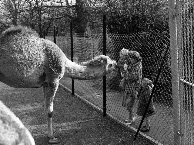 A toddler is introduced to one of Edinburgh Zoo's dromedary camels in 1962.