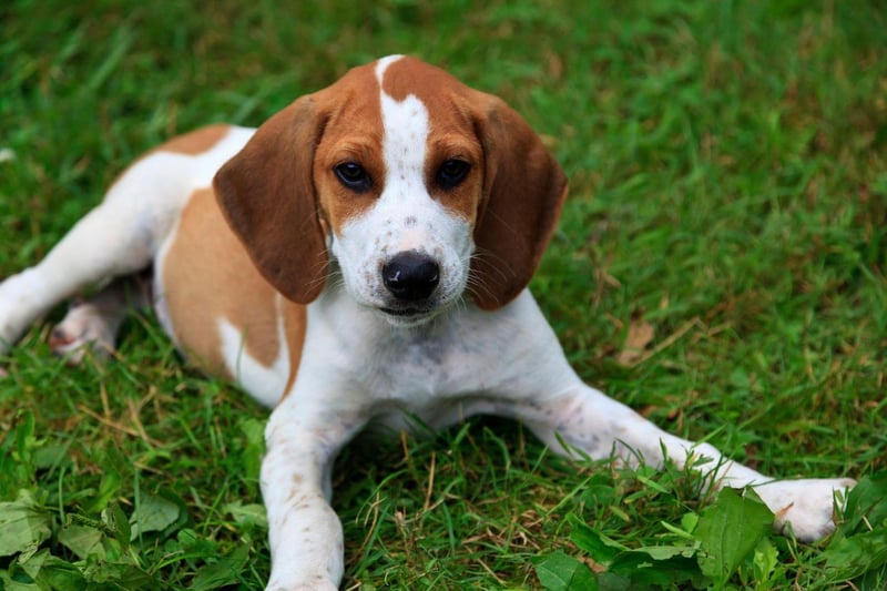 The Beagle has been bred to have a great sense of smell in order to track animals for hunters. Today, this olfactory talent is mainly used to track down any scrap of food it can gobble up. Best make sure your bins are well-secured if you have a Beagle.