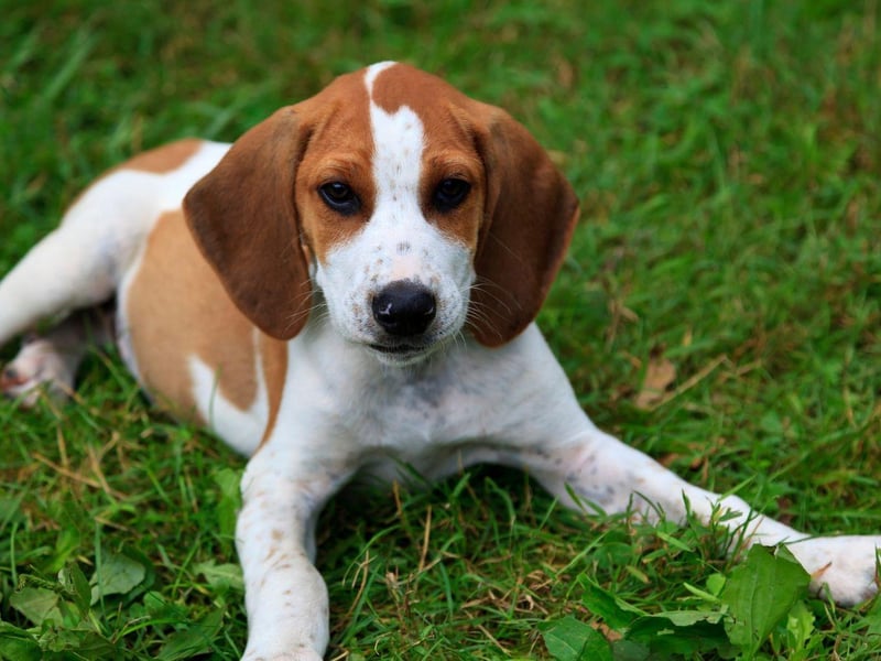 The Beagle has been bred to have a great sense of smell in order to track animals for hunters. Today, this olfactory talent is mainly used to track down any scrap of food it can gobble up. Best make sure your bins are well-secured if you have a Beagle.