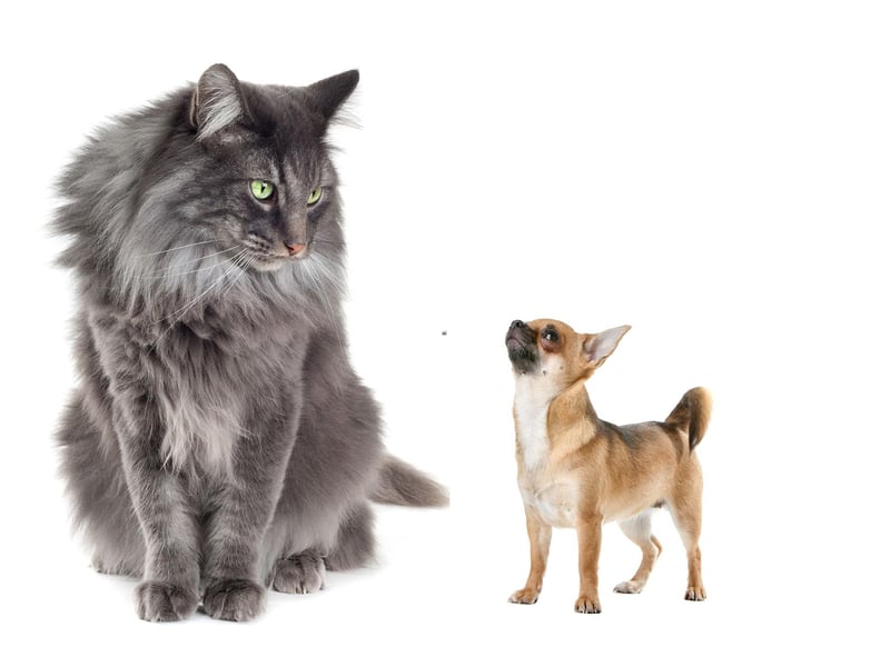 This large and muscular breed get along well with dogs due to powerful nurturing instinct. It is unlikely to compete for their owners affection.