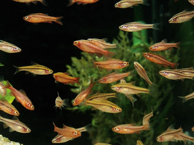 Not all Cherry Barbs live up to their name -  only the male is deep cherry red, compared to the female's browny red colour. They are a classic example of a schooling fish that require a particular ration of males to females - one boy fish to every two girl fish is perfect. They are very easy to care for.
