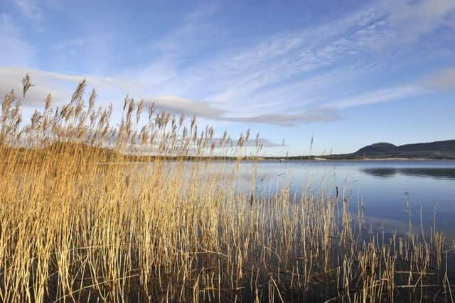 Reeds growing in the shallow waters of Loch Leven. Picture: Lorne Gill/SNH