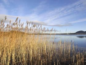 Reeds growing in the shallow waters of Loch Leven. Picture: Lorne Gill/SNH