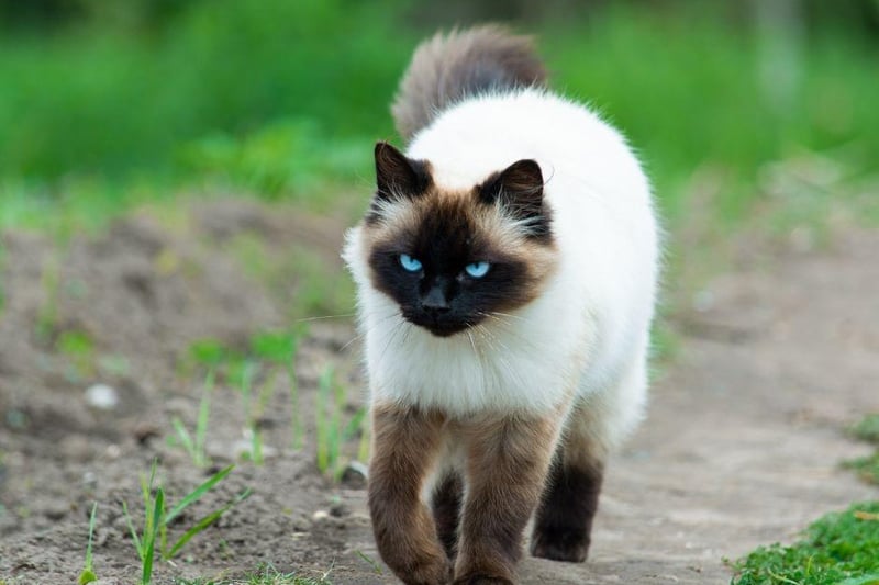 Cats are what you call crepuscular creatures, which means they will naturally be at their most active at dawn and dusk - which is often when they get the zoomies. So if everything else has been ruled out, it may just be purely their nature.