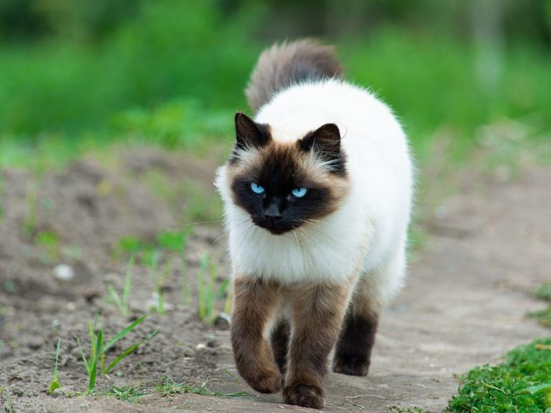 Cats are what you call crepuscular creatures, which means they will naturally be at their most active at dawn and dusk - which is often when they get the zoomies. So if everything else has been ruled out, it may just be purely their nature.
