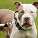 XL bully dogs have been banned in England and Wales, and will soon be banned in Scotland.