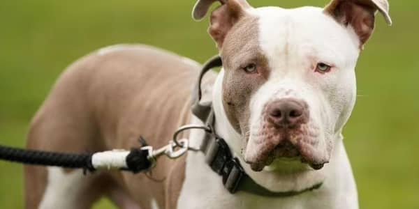 XL bully dogs have been banned in England and Wales, and will soon be banned in Scotland.