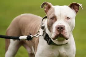 XL bully dogs have now been banned in Scotland.