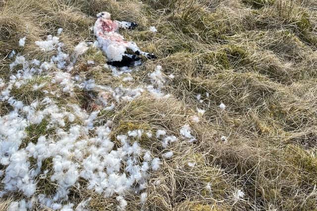 An example of what a sea eagle attack looks like - farmers say it's distinctive with plucked wool from the animal left surrounding the carcass (pic: David Colthart)