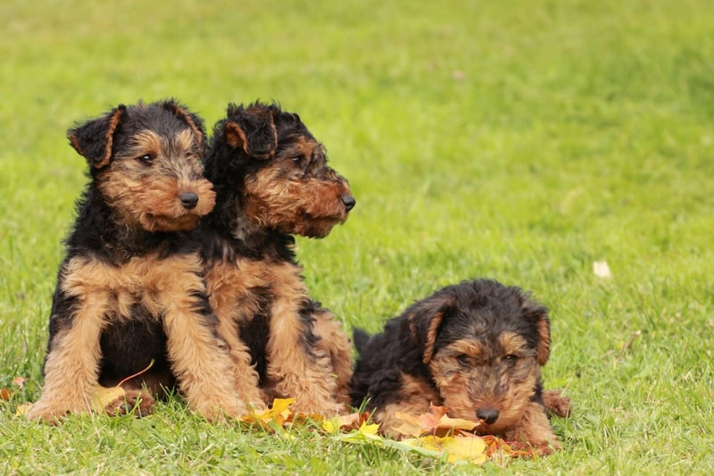 Popular Terriers Trendy Terriers: These are the 10 most popular breeds of adorable ...