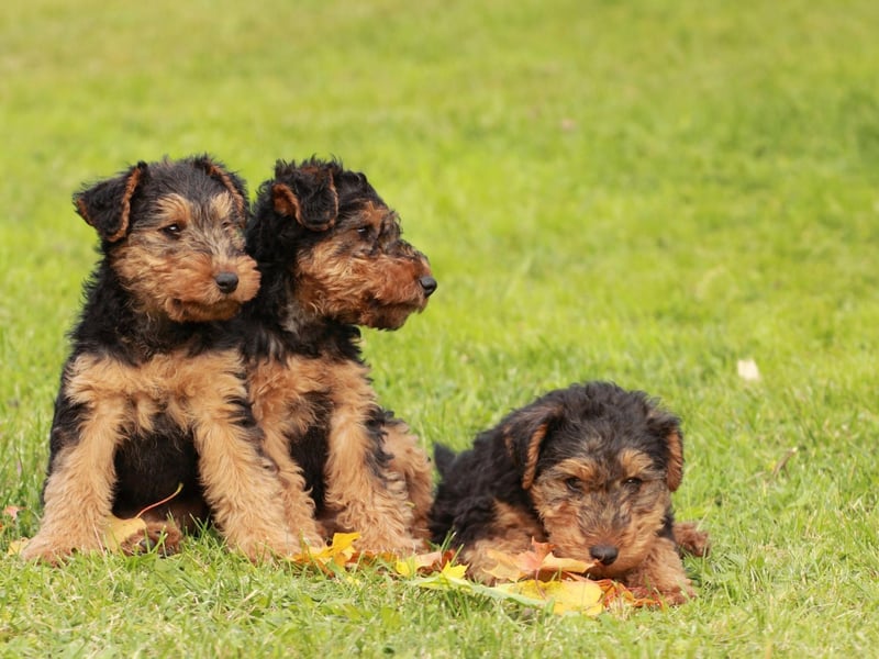 Completing the top 10, with 412 Kennel Club registrations in 2020, is the Welsh Terrier. Some claim that it is the oldest existing dog breed in the UK.