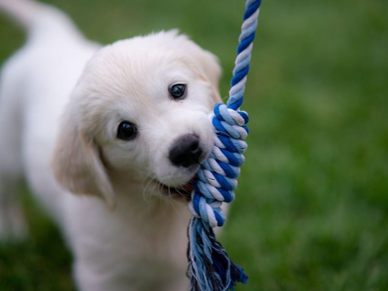 Completing the top five most popular global female dog names is Lucy. It is derived from the Latin male name Lucius, meaning 'light'.