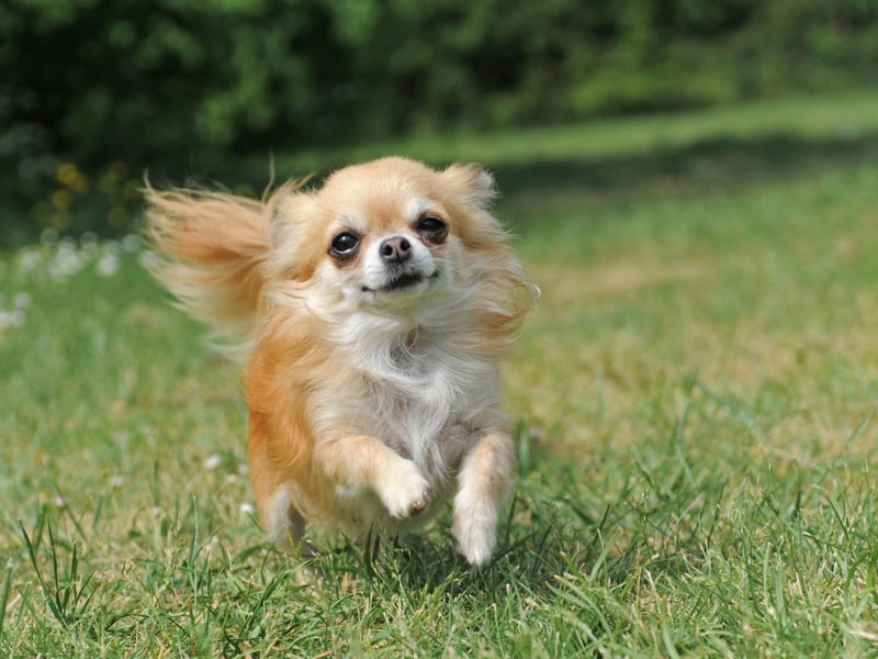 The Chihuahua's diminutive size perhaps makes it an easy target for criminals - with 163 stolen in the last five years.