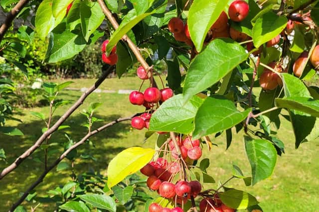 Crab apples in abundance!