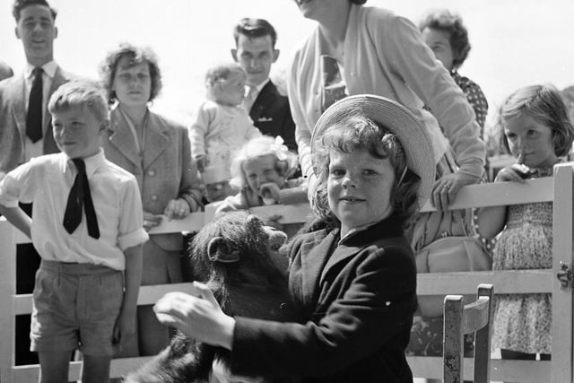 A little girl meets a chimpanzee at Edinburgh Zoo in November 1963.