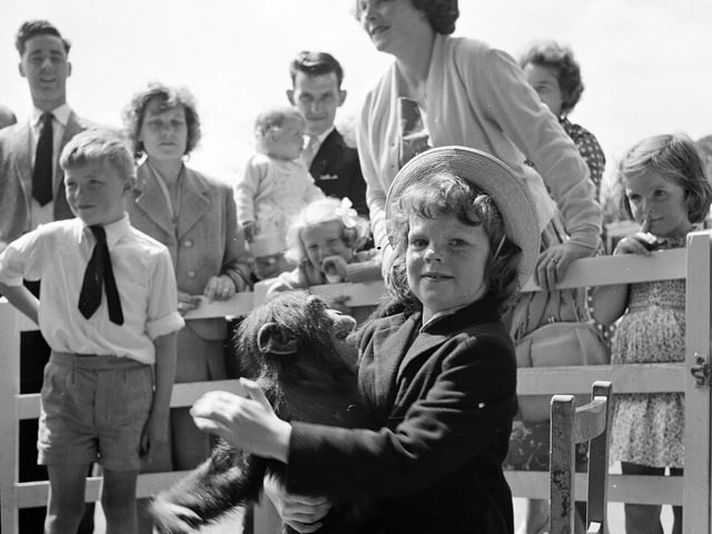 A little girl meets a chimpanzee at Edinburgh Zoo in November 1963.