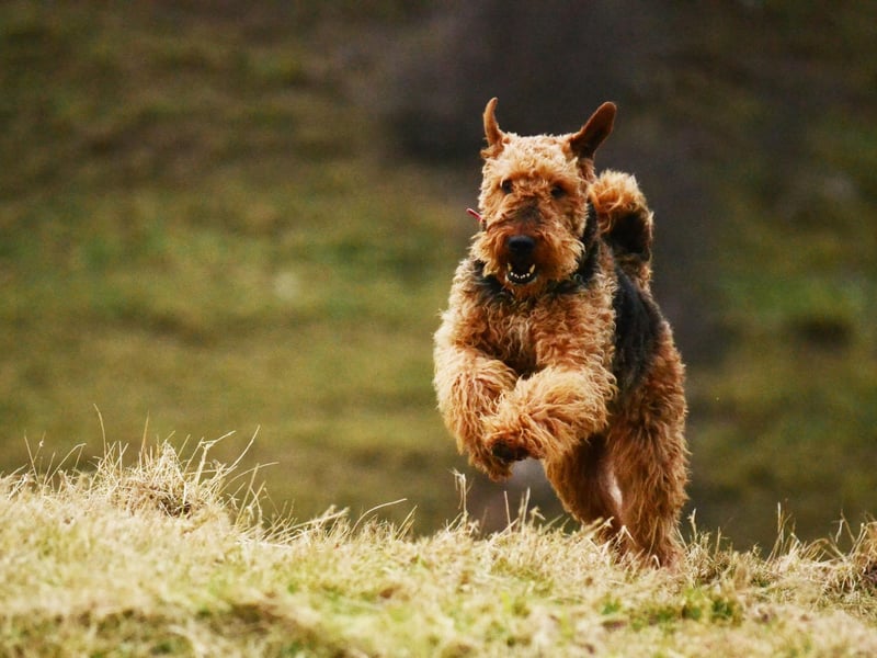 The 'King of Terriers', Airdales hail from Yorkshire where they were bred to hunt vermin along riverbanks. This breed has military history too. They were used by the armed forces in both World Wars as tracking dogs and messengers in the trenches. Intelligent and courageous, though sometimes stubborn, Airedales make wonderful family dogs.