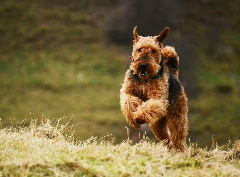 The 'King of Terriers', Airdales hail from Yorkshire where they were bred to hunt vermin along riverbanks. This breed has military history too. They were used by the armed forces in both World Wars as tracking dogs and messengers in the trenches. Intelligent and courageous, though sometimes stubborn, Airedales make wonderful family dogs.