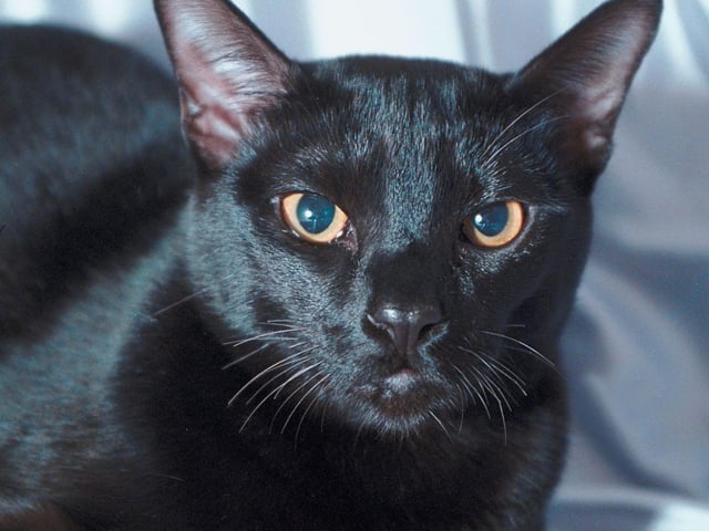 The Bombay cats were made by fusing together a Burmese cat and American shorthair. Recognisable by their pitch black fur.