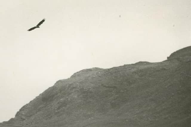 Norwegian Blondie, the matriarch of today's Scottish sea eagles, shortly after her release on the isle of Rum in 1975