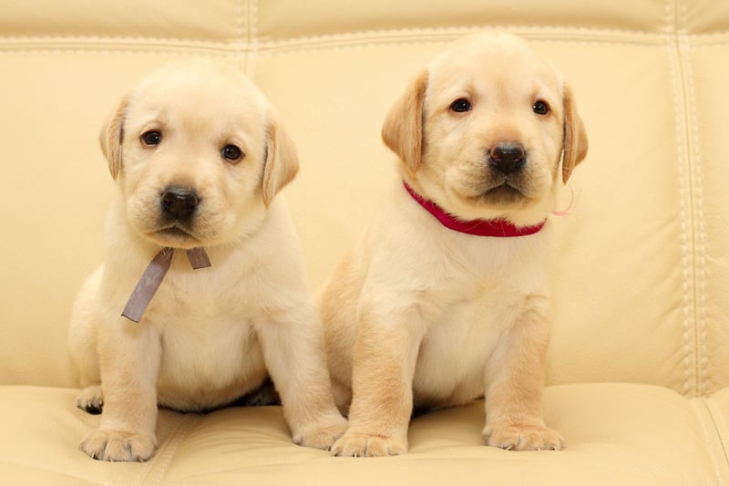 One of the reasons that Labs make such great hunting dogs is that they have 'soft mouths' - meaning they are able to carry birds without damaging them with their teeth. This attribute is also great for a family pet - they are unlikely to bite or nip past puppyhood.
