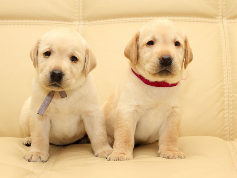One of the reasons that Labs make such great hunting dogs is that they have 'soft mouths' - meaning they are able to carry birds without damaging them with their teeth. This attribute is also great for a family pet - they are unlikely to bite or nip past puppyhood.