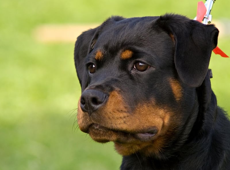 Brave Dogs: Here are the 10 most courageous breeds of adorable dog -  including the fearless Rottweiler 🐕 | The Scotsman
