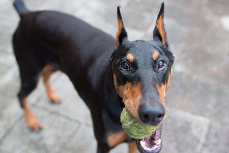 Trustworthy and protective of their families, Doberman Pinschers make good guard dogs but are remarkably quiet in normal circumstances.