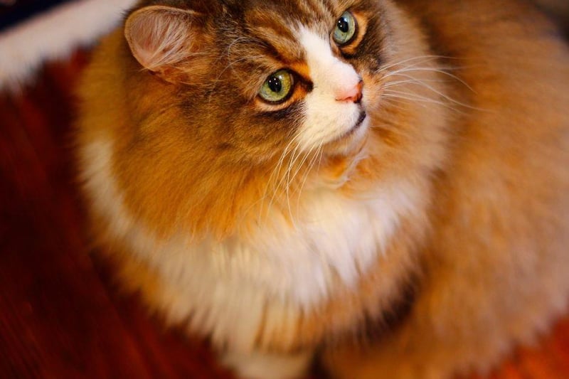 The large and lovely Ragamuffin cat breed is one of the friendliest breeds around. They have thick, gorgeous fur though it is easy to manage. A cat breed that would be great for most owners.
