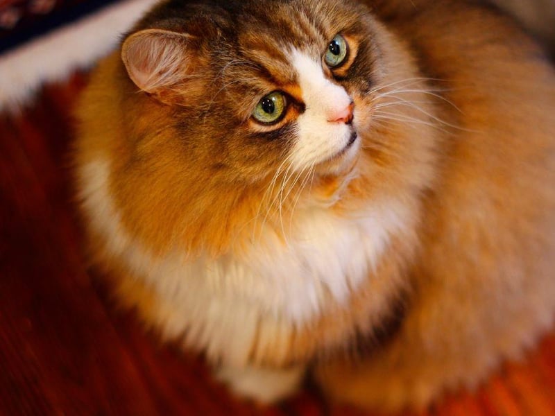 The large and lovely Ragamuffin cat breed is one of the friendliest breeds around. They have thick, gorgeous fur though it is easy to manage. A cat breed that would be great for most owners.