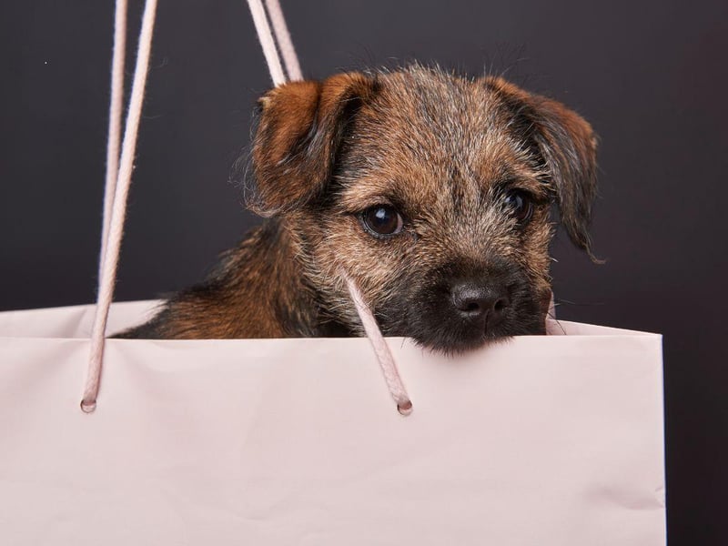 The final podium place for Border Terrier names goes to Stanley. It's another Old English name meaning 'stony meadow'.