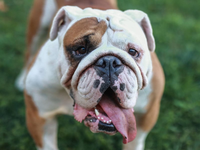 The slobbery and wrinkly Bulldog is perhaps the ultimate proof that ugly can be absolutely adorable.