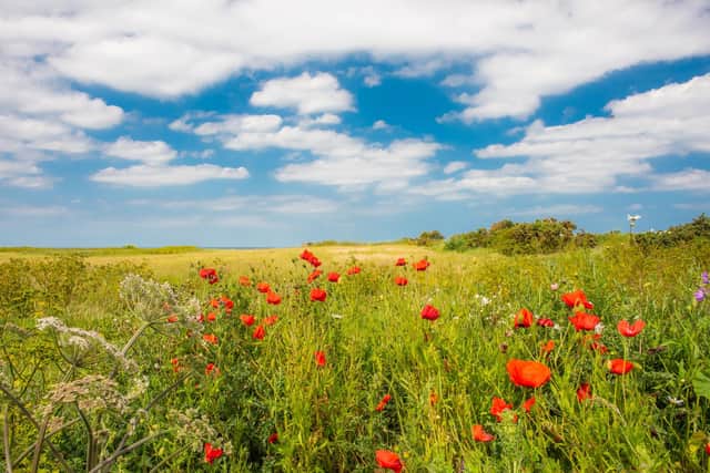 Wildflower meadows at Woodhill, Norfolk, a cliff-top campsite ideally located to see wildlife. Pic: PA Photo/Woodhill.