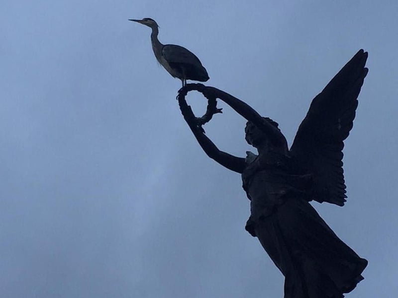 Victoria Park is located in the west of Glasgow, adjacent to the Jordanhill district. The 20-hectare park is home to a wide variety of birds including herons which can be seen perched on the Partick and Whiteinch memorial in the above photograph.