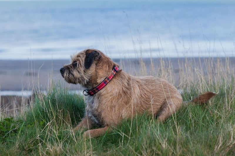For city dwellers who want a dog that will join them for long urban adventures the Border Terrier could be a perfect choice. These small dogs don't need much space indoors, but are happy to walk for miles on end and aren't too fussed if that's on pavement or grass.