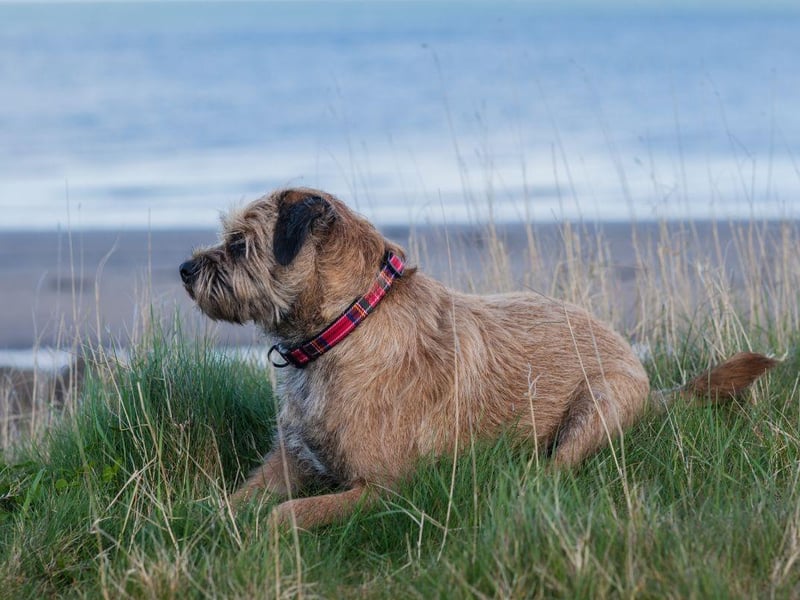 For city dwellers who want a dog that will join them for long urban adventures the Border Terrier could be a perfect choice. These small dogs don't need much space indoors, but are happy to walk for miles on end and aren't too fussed if that's on pavement or grass.
