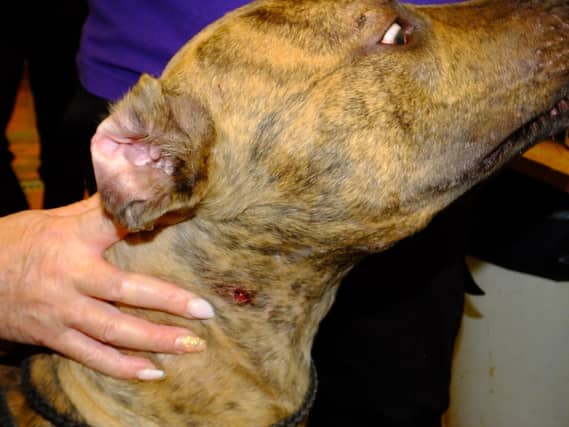 Some of the dogs had injuries consistent with fighting or hunting.
