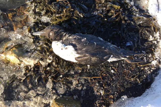 This guillemot was one of the casualties of the latest storms in the Firth of Forth