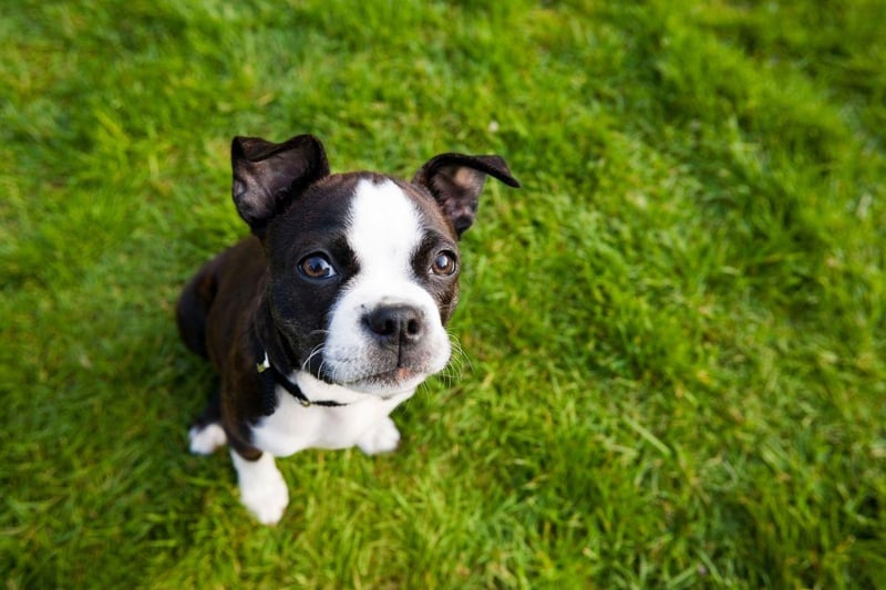 Given its name it's little wonder that the Boston Terrier has been the state dog of Massachusetts since 1979. The 'American Gentleman' was first bred in around 1875 by Robert C. Hooper of Boston. All Boston Terriers are ancestors of his dog Judge.