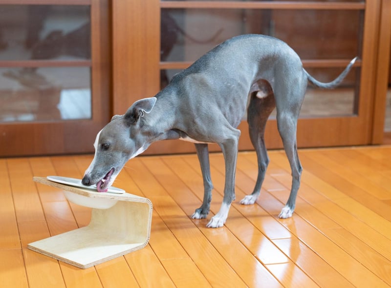 Both the Greyhound and the smaller Italian Greyhound thrive on routine and any dietary change can lead to them refusing food. Turning their noses up at food they usually gobble down can also be a sign of stress.