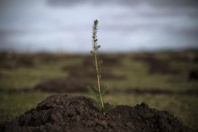 Planting trees can be a good thing but they need to be the right trees in the right places (Picture: Dan Kitwood/Getty Images)