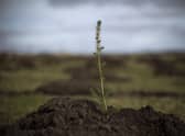 Planting trees can be a good thing but they need to be the right trees in the right places (Picture: Dan Kitwood/Getty Images)