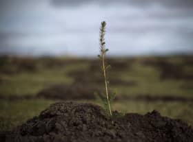 Planting trees can be a good thing but they need to be the right trees in the right places (Picture: Dan Kitwood/Getty Images)