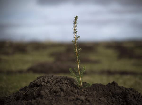 Planting trees can be a good thing but they need to be the right trees in the right places (Picture: Dan Kitwood/Getty Images)