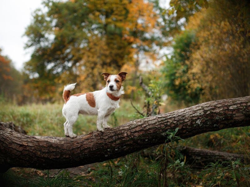 Hugely popular as family pets, the Jack Russell Terrier is named after the man who first bred them - a parson and hunting enthusiast called Reverend John Russell who was born in 1795. They come with a range of coats - from smooth to rough.