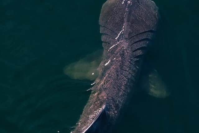 Basking sharks can grow up to 10 metres long and can sometimes resemble great whites (pic: Ian Hay)
