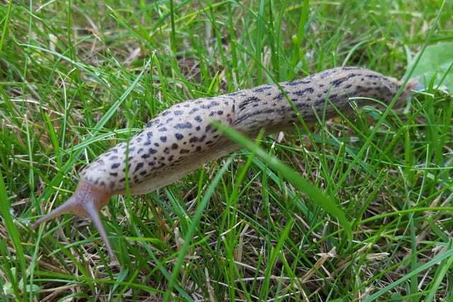 On a damp November day look out for the Leopard Slug in park, garden and woodland undergrowth. The spotted gastropod is one of the largest in Britain - reaching a length of up to 15cm.