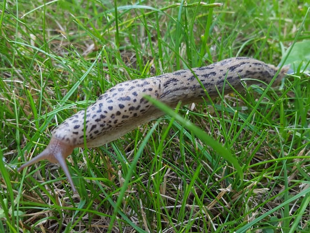 On a damp November day look out for the Leopard Slug in park, garden and woodland undergrowth. The spotted gastropod is one of the largest in Britain - reaching a length of up to 15cm.