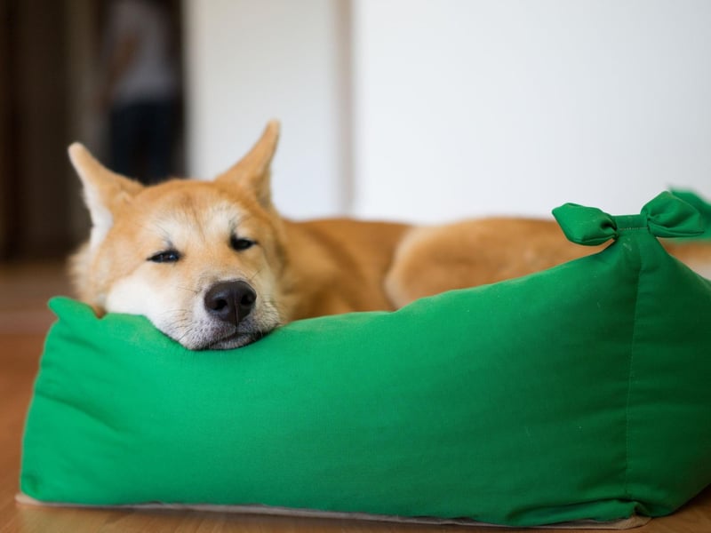 There are two distinct varieties of Akita, namely the Akita Inu (or Japanaese Akita) and the American Akita (or simply Akita). There is some debate as to whether they should be considered different breeds - the American Kennel Club say they aren't, while the UK Kennel Club says they are. They have broadly similar characteristics, but the American variety comes in a broader range of colours.